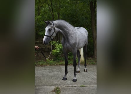 Zangersheider, Stute, 3 Jahre, 168 cm, Schimmel