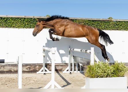 Zangersheider, Stute, 3 Jahre, 172 cm, Brauner