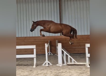 Zangersheider, Stute, 3 Jahre, Fuchs