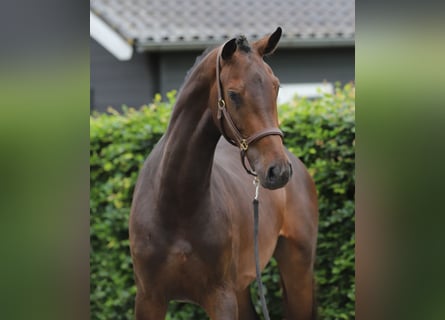 Zangersheider, Stute, 3 Jahre