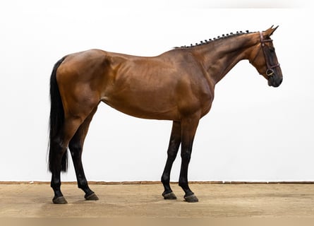 Zangersheider, Stute, 4 Jahre, 162 cm, Brauner