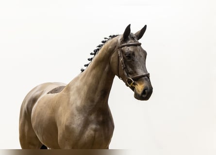 Zangersheider, Stute, 4 Jahre, 163 cm, Schwarzbrauner