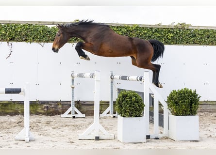 Zangersheider, Stute, 4 Jahre, 164 cm, Brauner