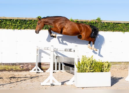 Zangersheider, Stute, 4 Jahre, 164 cm, Dunkelbrauner