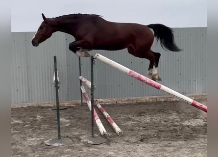 Zangersheider, Stute, 4 Jahre, 165 cm, Brauner