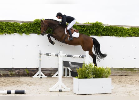 Zangersheider, Stute, 4 Jahre, 165 cm, Brauner