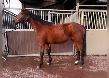 Zangersheider, Stute, 4 Jahre, 166 cm, Brauner