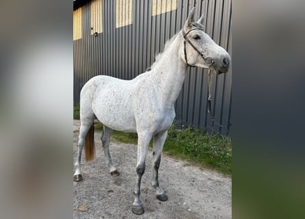 Zangersheider, Stute, 4 Jahre, 166 cm, Schimmel