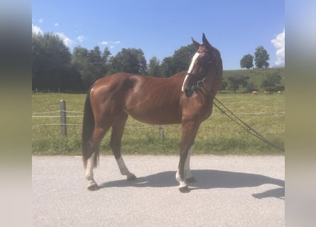 Zangersheider, Stute, 4 Jahre, 167 cm, Brauner