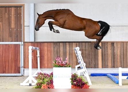 Zangersheider, Stute, 4 Jahre, 167 cm, Rotbrauner
