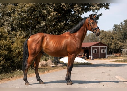 Zangersheider, Stute, 4 Jahre, 168 cm, Brauner