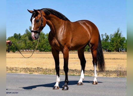 Zangersheider, Stute, 4 Jahre, 169 cm, Brauner