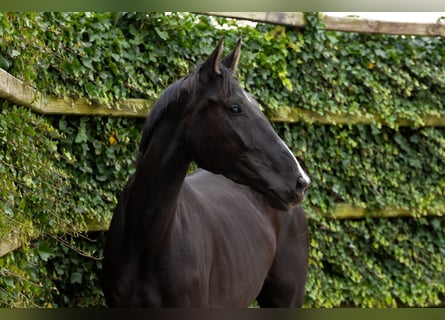 Zangersheider, Stute, 4 Jahre, 170 cm, Rappe Zangersheider, Stute, 4 Jahre, 170 cm, Rappe