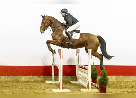 Zangersheider, Stute, 4 Jahre, 173 cm, Brauner