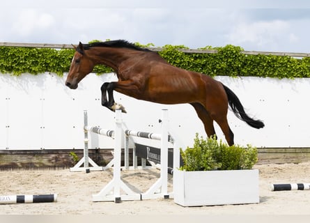 Zangersheider, Stute, 4 Jahre, 174 cm, Brauner