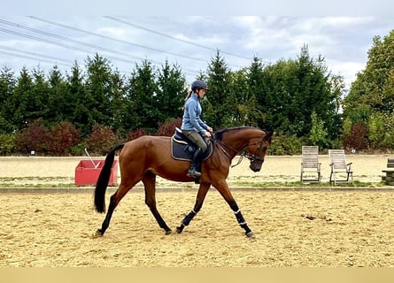 Zangersheider, Stute, 4 Jahre, 174 cm, Brauner