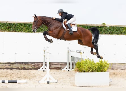 Zangersheider, Stute, 4 Jahre, 175 cm, Brauner