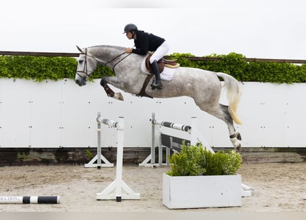 Zangersheider, Stute, 4 Jahre, 176 cm, Schimmel