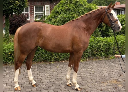 Zangersheider, Stute, 4 Jahre, Fuchs