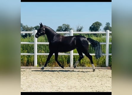 Zangersheider, Stute, 4 Jahre, Rappe
