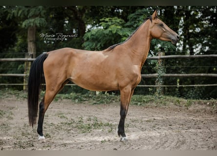 Zangersheider, Stute, 5 Jahre, 157 cm, Buckskin