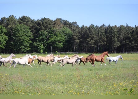 Zangersheider, Stute, 5 Jahre, 160 cm, Cremello