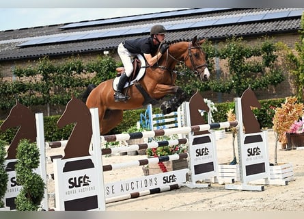 Zangersheider, Stute, 5 Jahre, 161 cm, Brauner
