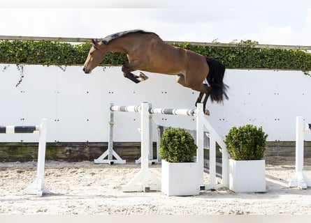 Zangersheider, Stute, 5 Jahre, 161 cm, Brauner
