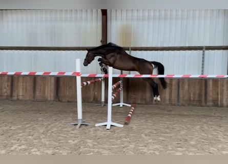 Zangersheider, Stute, 5 Jahre, 163 cm, Brauner