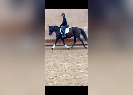 Zangersheider, Stute, 5 Jahre, 163 cm, Dunkelbrauner