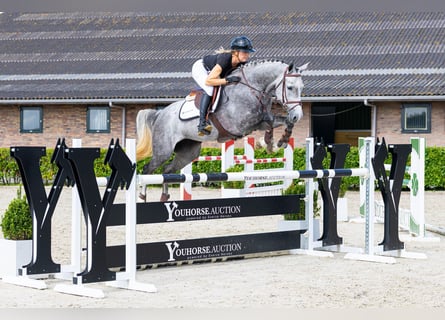 Zangersheider, Stute, 5 Jahre, 164 cm, Schimmel
