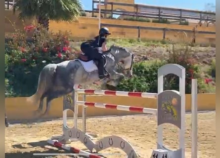Zangersheider, Stute, 5 Jahre, 164 cm, Schimmel