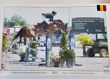 Zangersheider, Stute, 5 Jahre, 167 cm