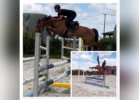 Zangersheider, Stute, 5 Jahre, 167 cm
