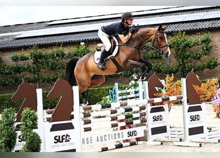 Zangersheider, Stute, 5 Jahre, 168 cm, Brauner