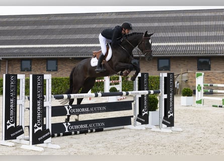 Zangersheider, Stute, 5 Jahre, 169 cm, Rappe
