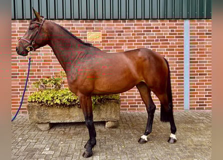 Zangersheider, Stute, 5 Jahre, 170 cm, Brauner