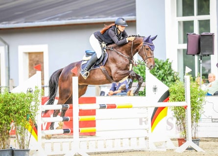 Zangersheider, Stute, 5 Jahre, 170 cm, Dunkelbrauner