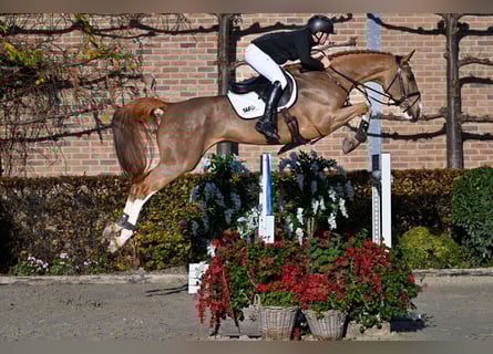 Zangersheider, Stute, 5 Jahre, 170 cm, Fuchs
