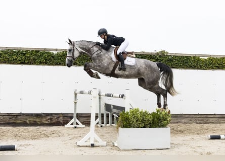 Zangersheider, Stute, 5 Jahre, 171 cm, Schimmel