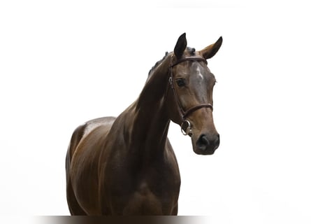 Zangersheider, Stute, 5 Jahre, 174 cm, Brauner