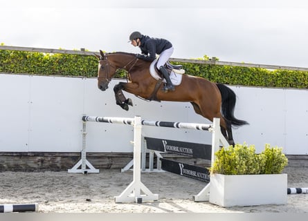 Zangersheider, Stute, 5 Jahre, 174 cm