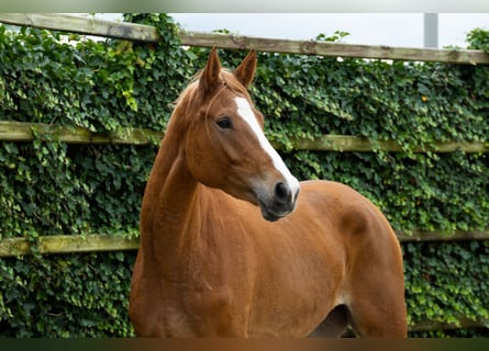 Zangersheider, Stute, 5 Jahre, 177 cm, Fuchs
