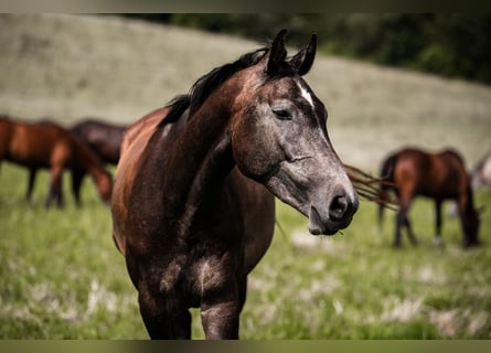 Zangersheider, Stute, 5 Jahre, Schimmel