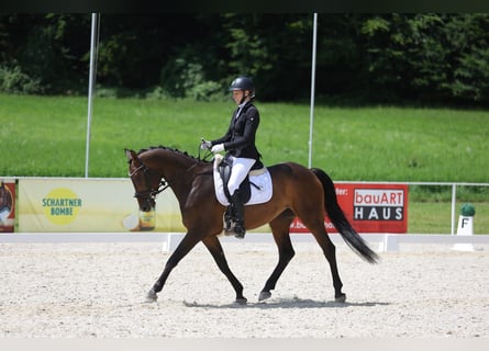 Zangersheider, Stute, 6 Jahre, 158 cm, Brauner