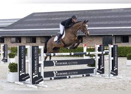 Zangersheider, Stute, 6 Jahre, 162 cm