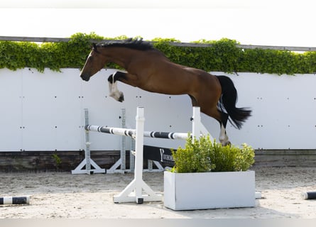 Zangersheider, Stute, 6 Jahre, 165 cm, Brauner