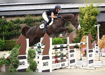Zangersheider, Stute, 6 Jahre, 165 cm, Dunkelfuchs