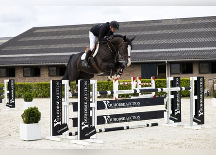 Zangersheider, Stute, 6 Jahre, 165 cm