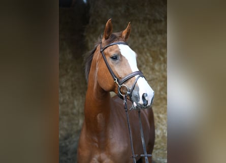 Zangersheider, Stute, 6 Jahre, 167 cm, Fuchs